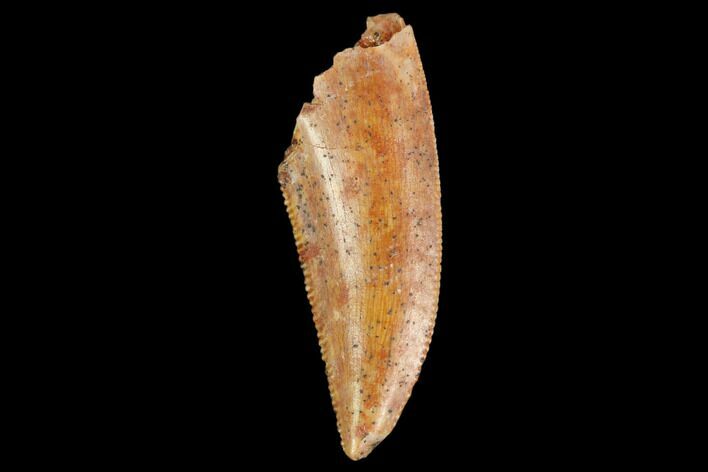 Serrated, Raptor Tooth - Real Dinosaur Tooth #127071